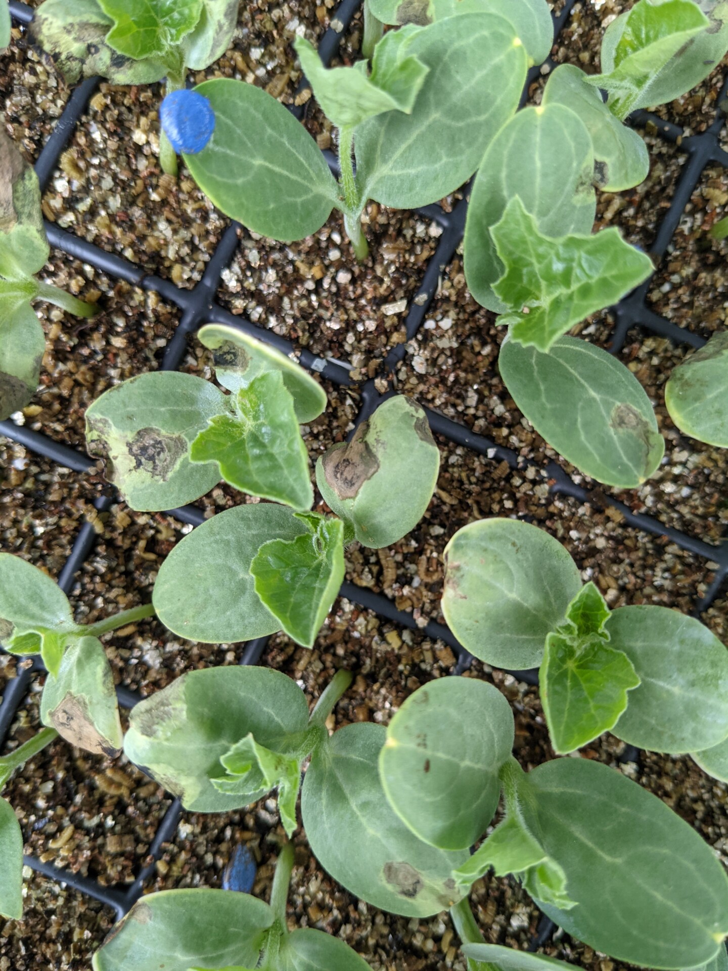 Several watermelon transplants have lesions of angular leaf spot.