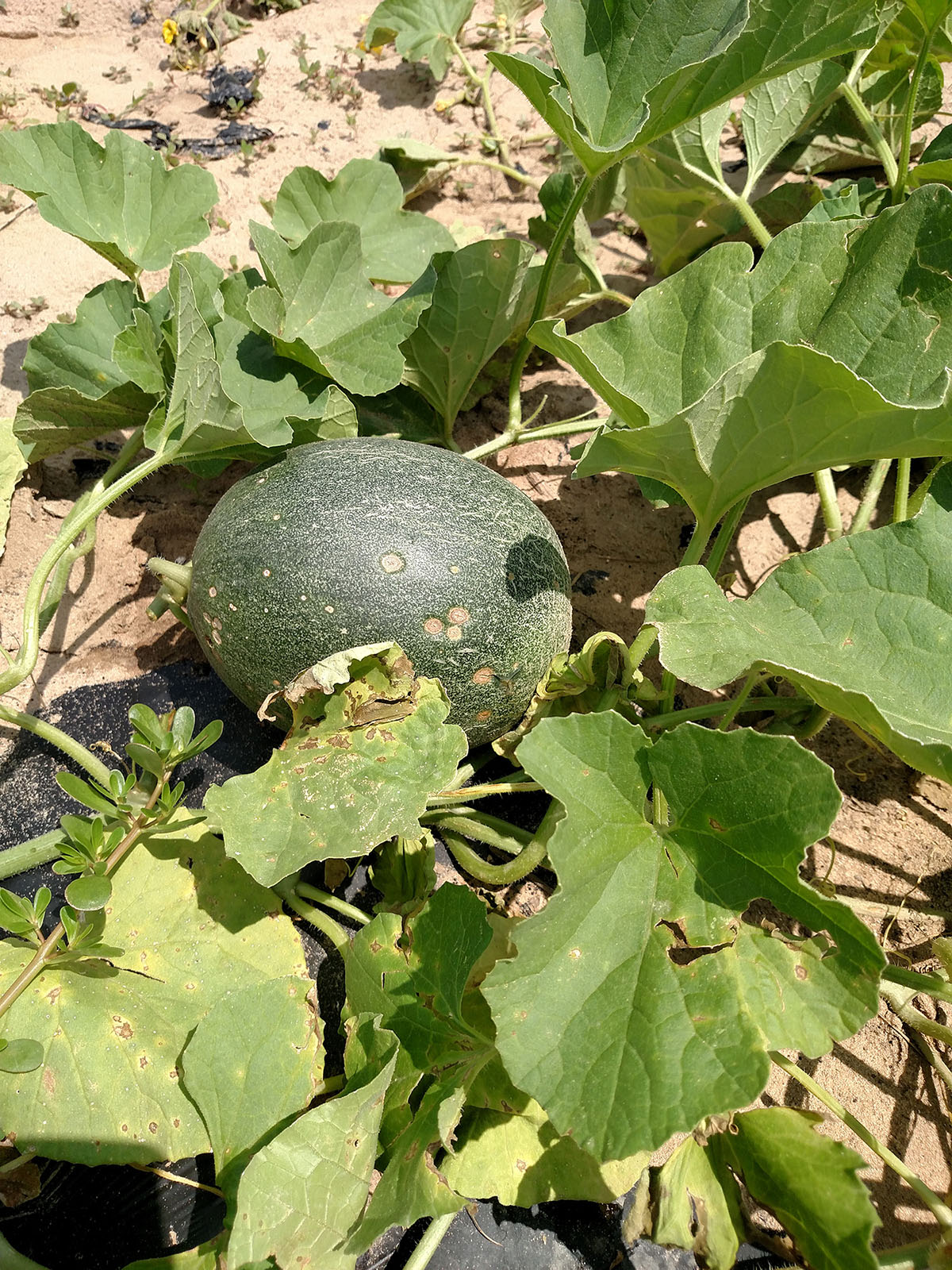 Anthracnose lesions on muskmelon