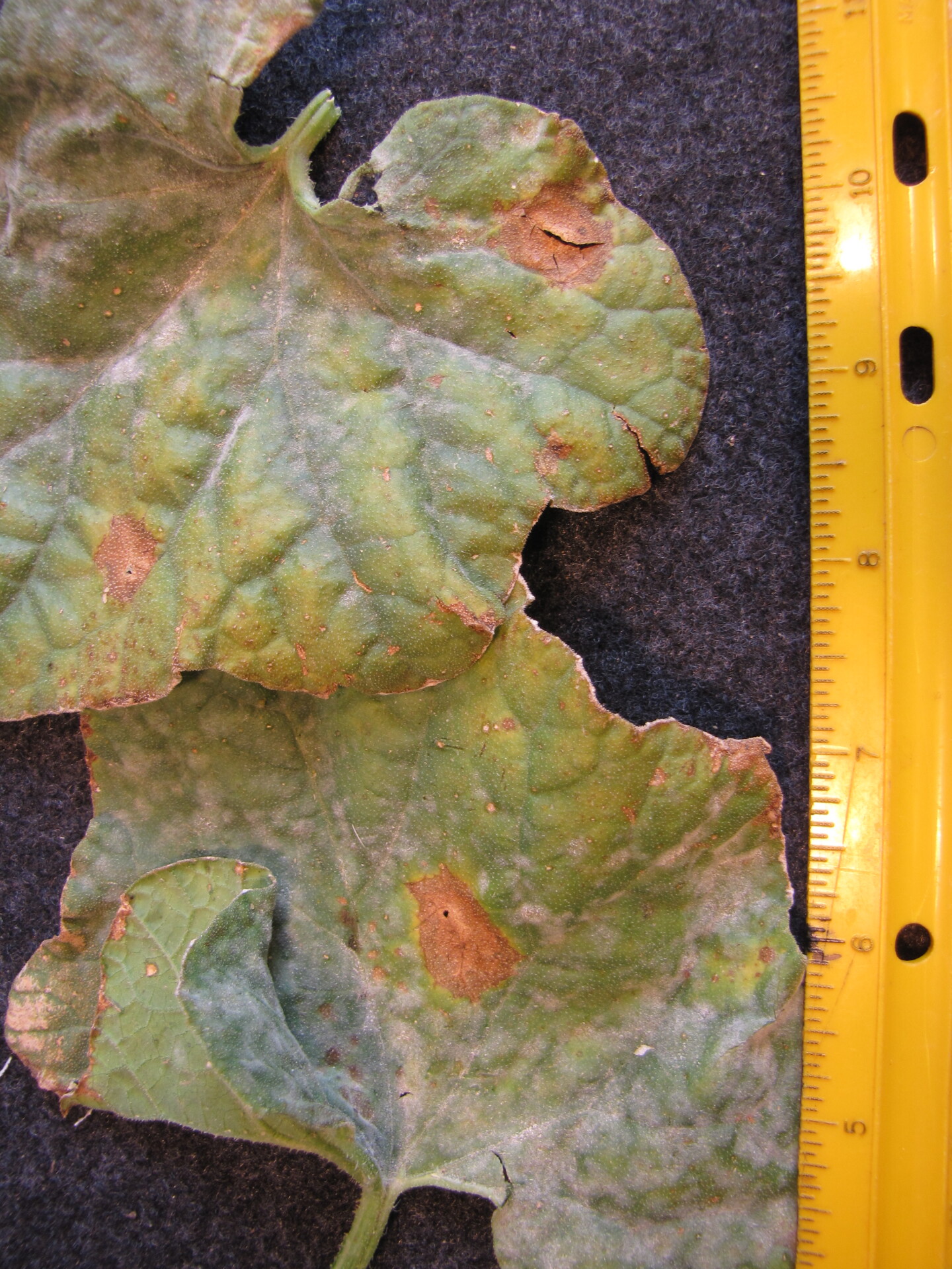 Anthracnose lesions on muskmelon