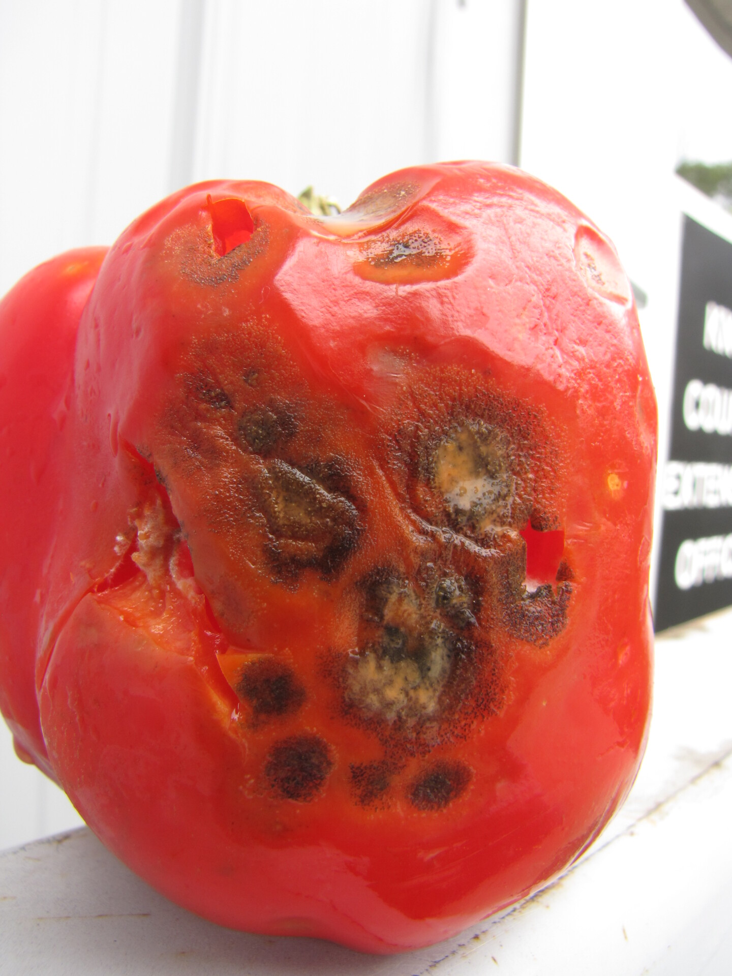 Anthracnose on pepper fruit.