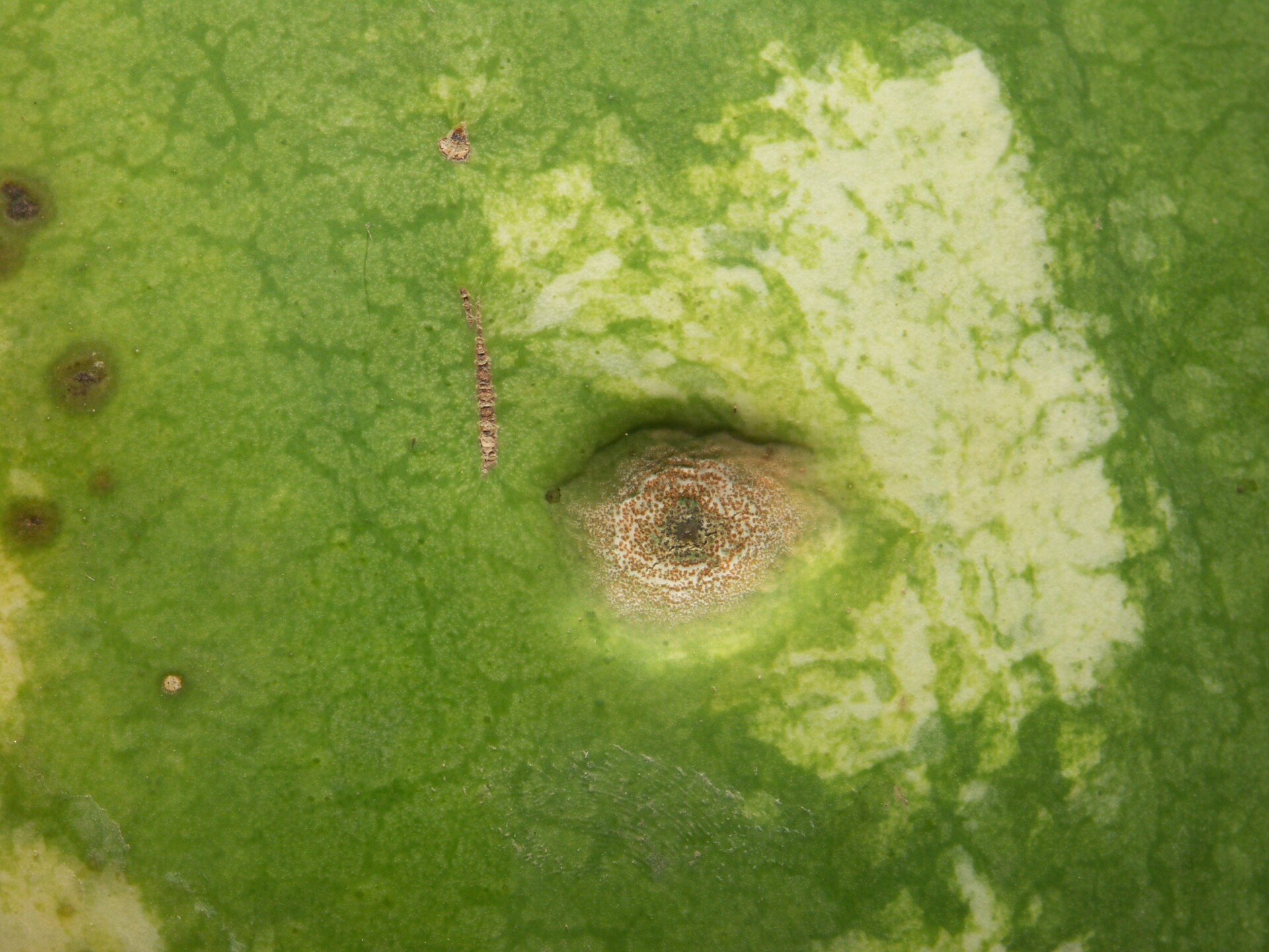 anthracnose on a watermelon fruit.