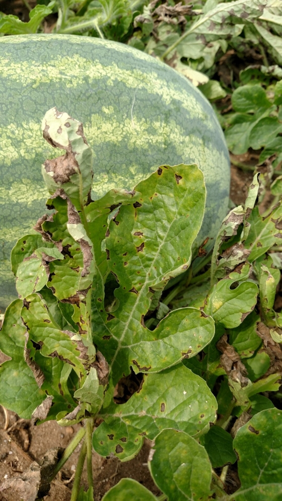 Anthracnose lesions on mature watermelon leaves