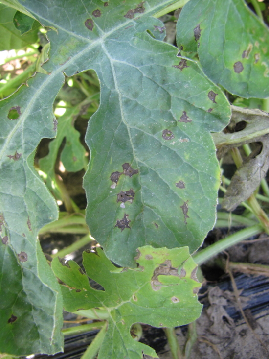 Several anthracnose lesions on a watermelon leaf.