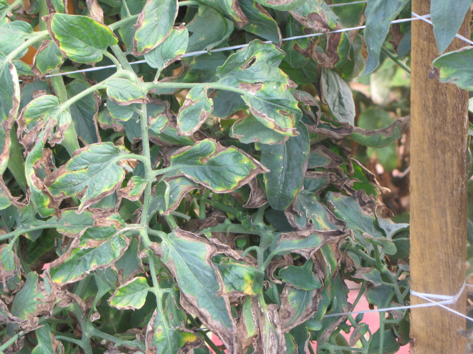   Necrosis and chlorosis on leaf margin, also known and ‘firing’ due to bacterial canker. This is a very common symptom.