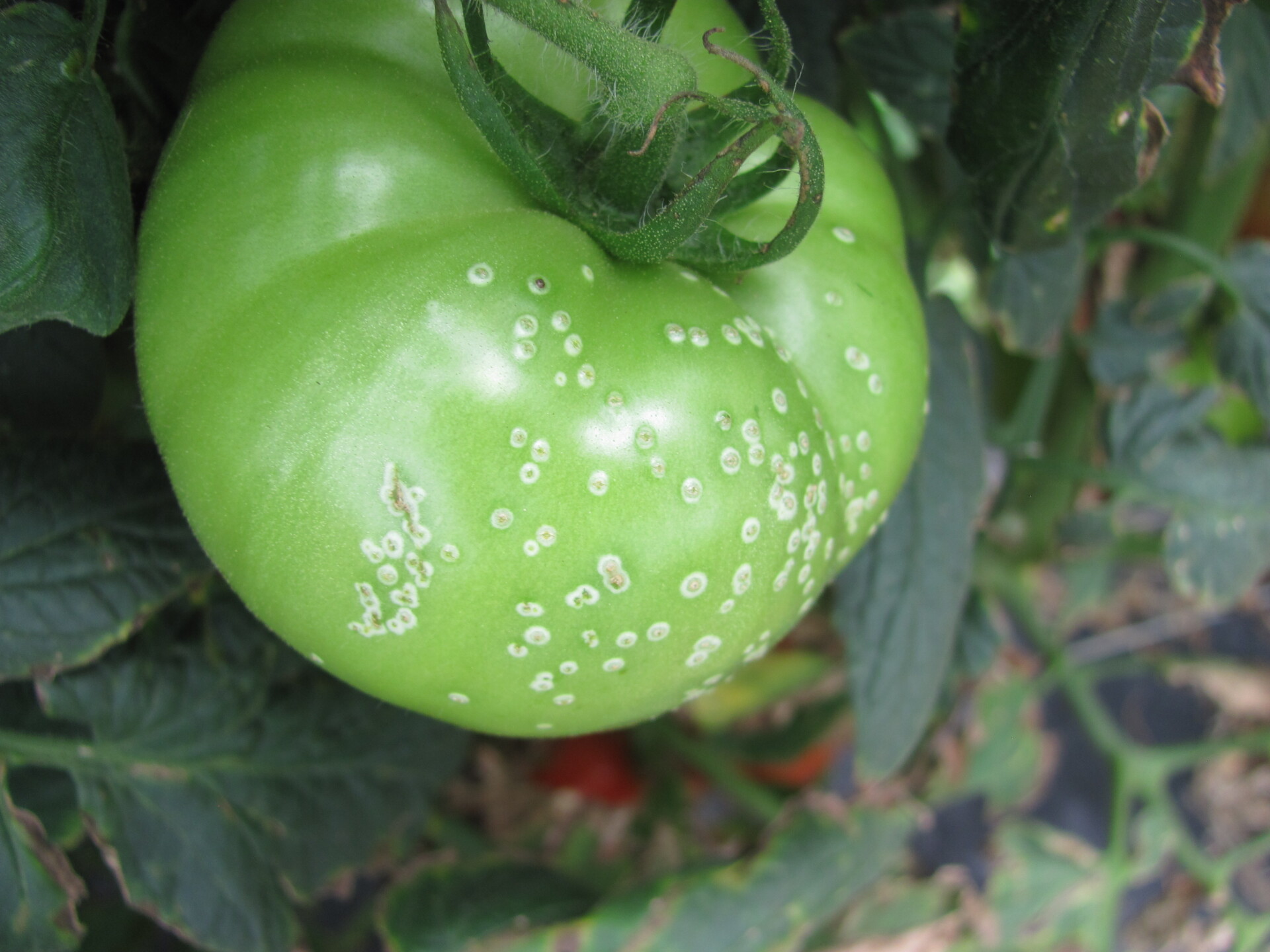 Bird’s eye spot infection on tomato fruit as a result of infection with bacterial canker. This symptom may not necessarily occur.