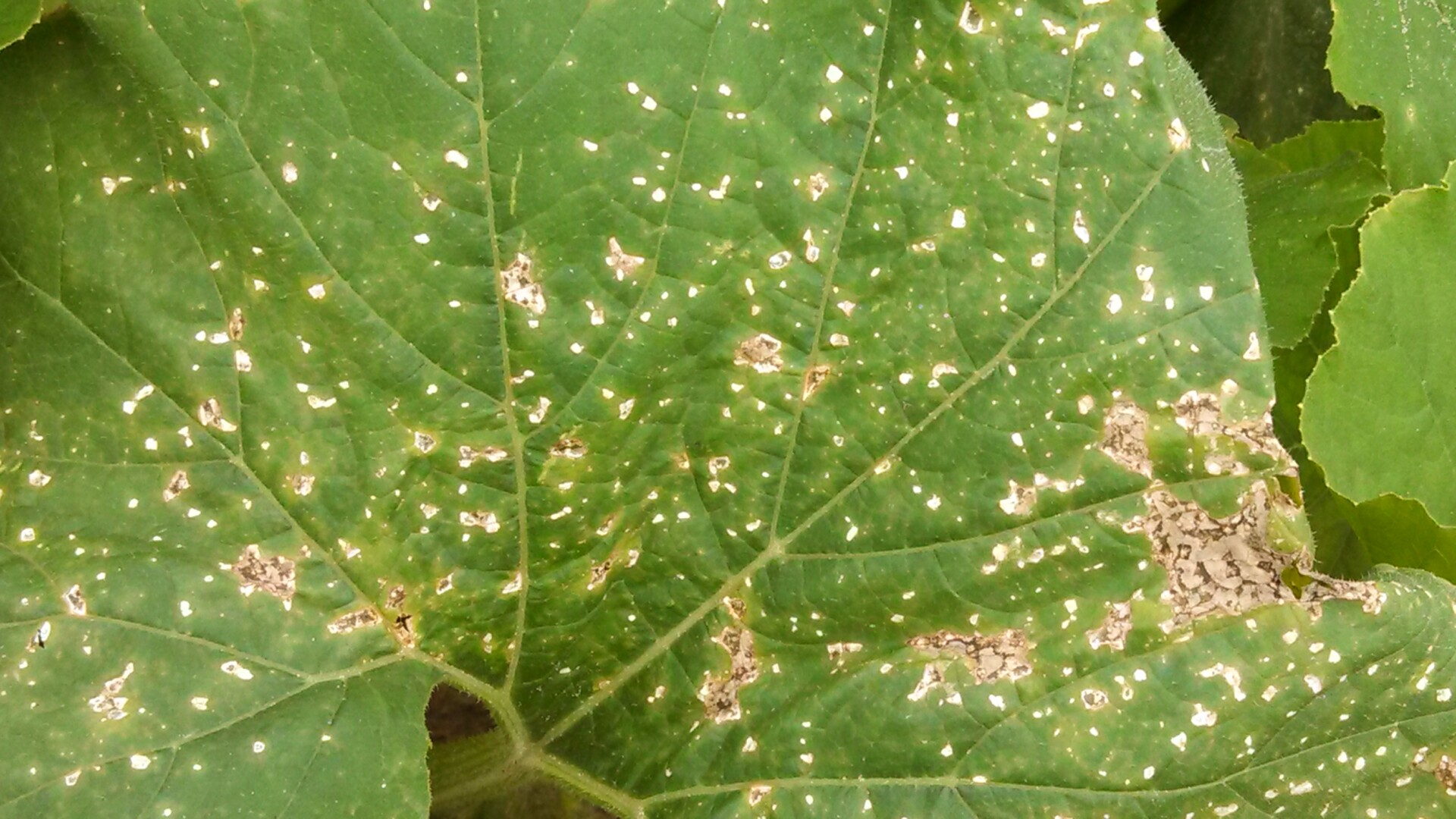 Close up of lesions on pumpkin of bacterial leaf spot.