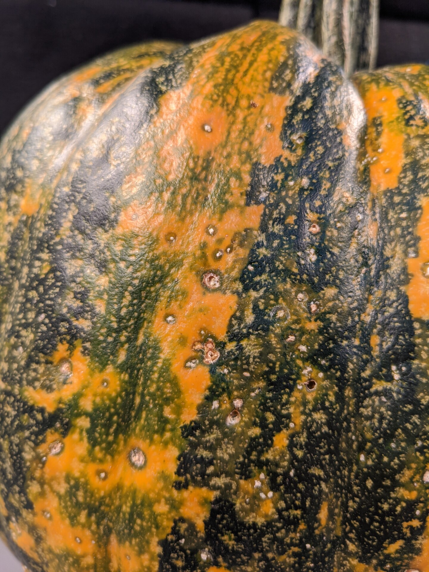 Lesions of bacterial spot on this pumpkin appear necrotic and may have small depressions in the center.