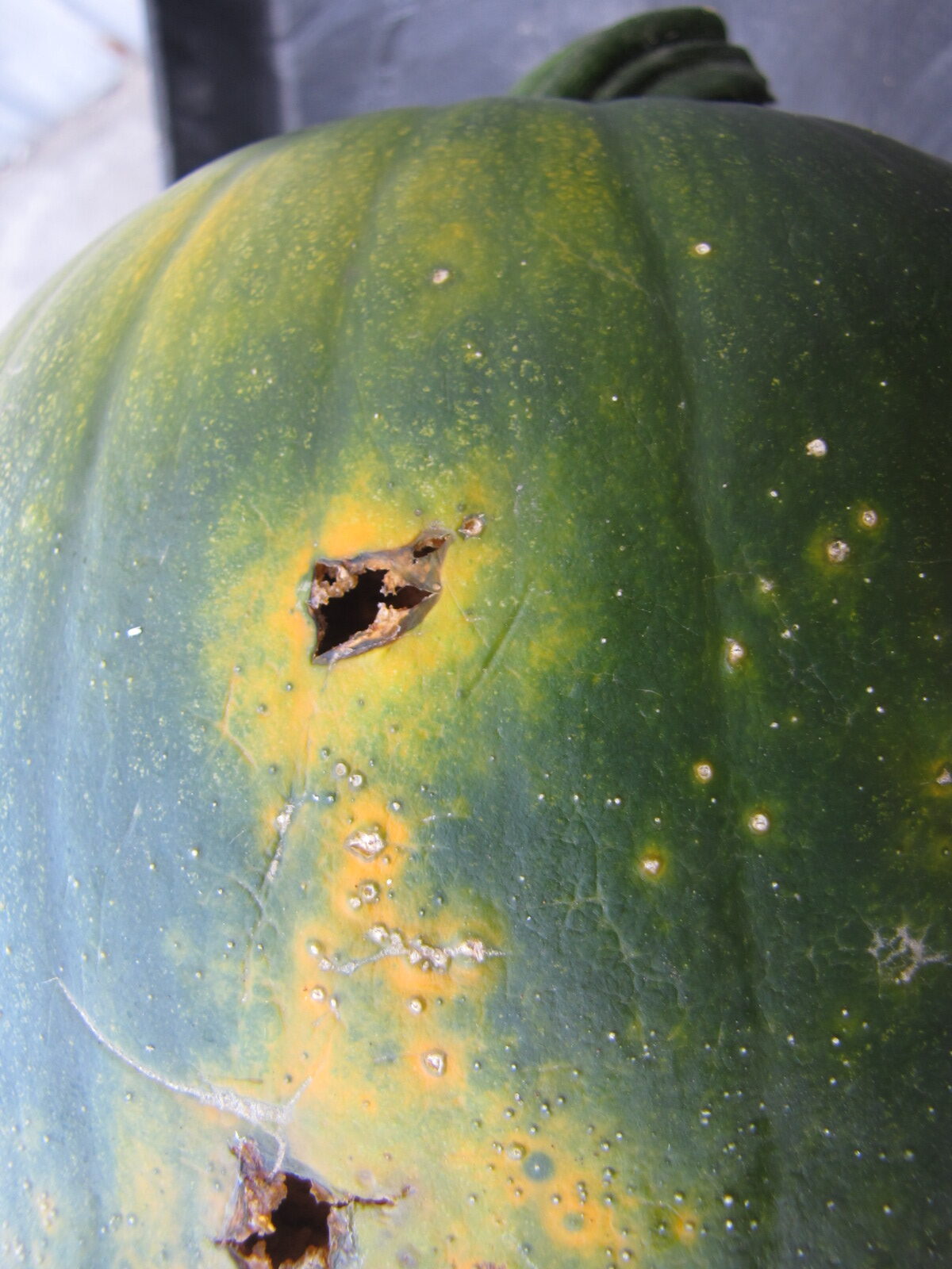  This immature pumpkin has lesions of bacterial spot of pumpkin.