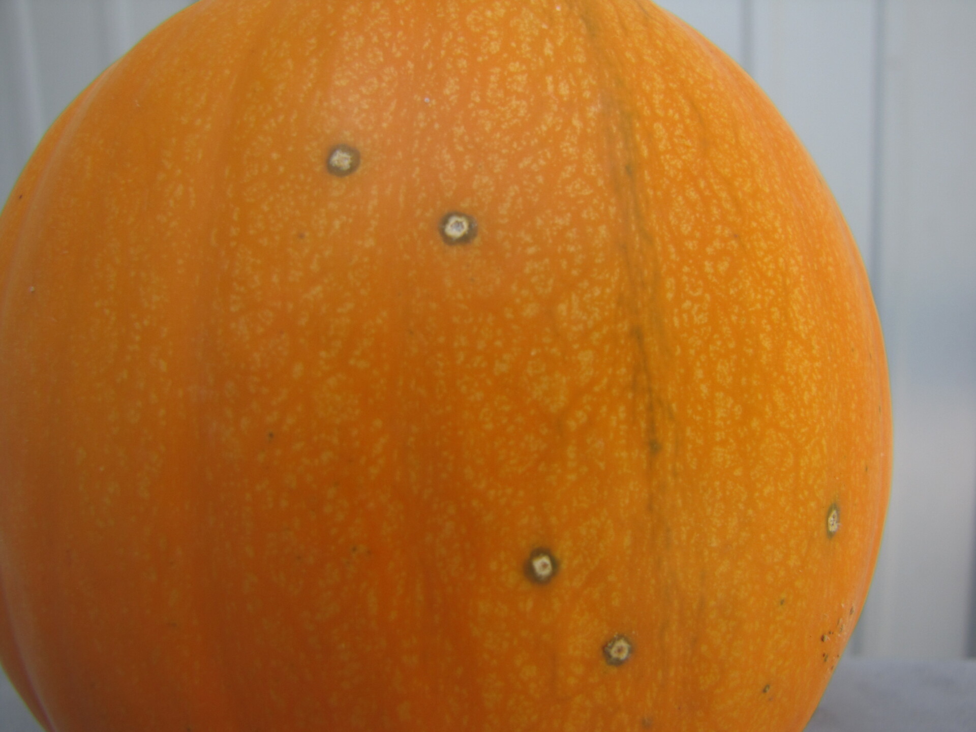 Bacterial spot lesions on a pie pumpkin.