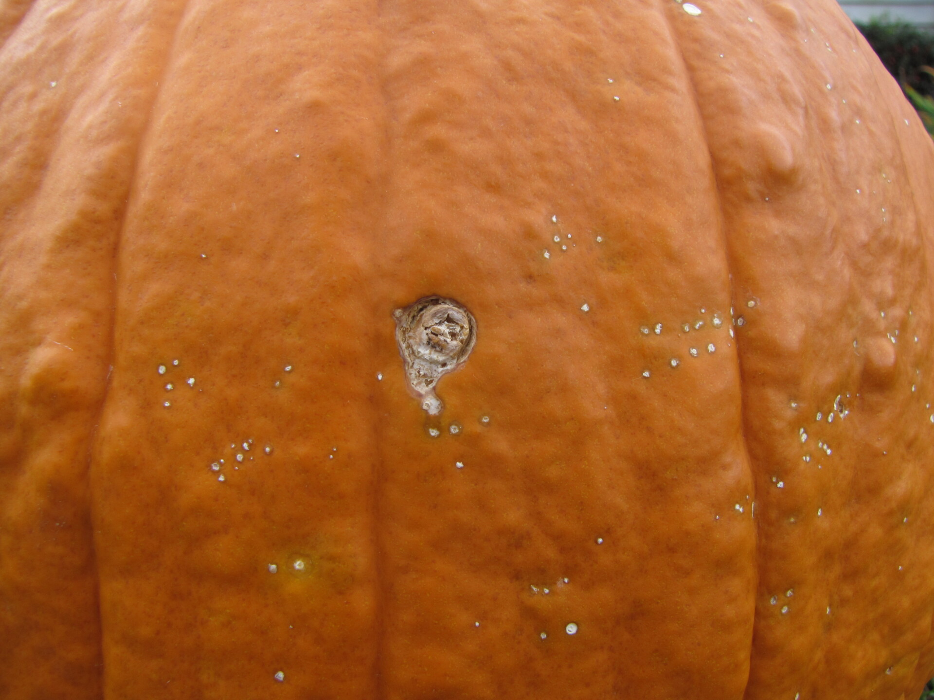 Several necrotic lesions caused by bacterial spot of pumpkin can be observed here. One lesion is much larger and has probably been infected by a secondary fungus.