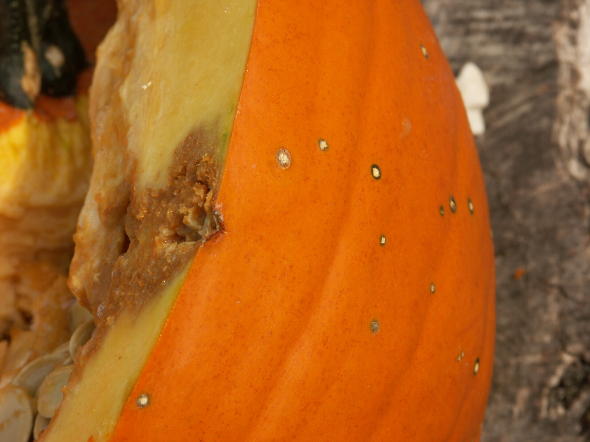 Typical lesions of bacterial spot can be observed on this pumpkin along with one that has been infected by secondary fungi causing it to rot through the pumpkin rind.