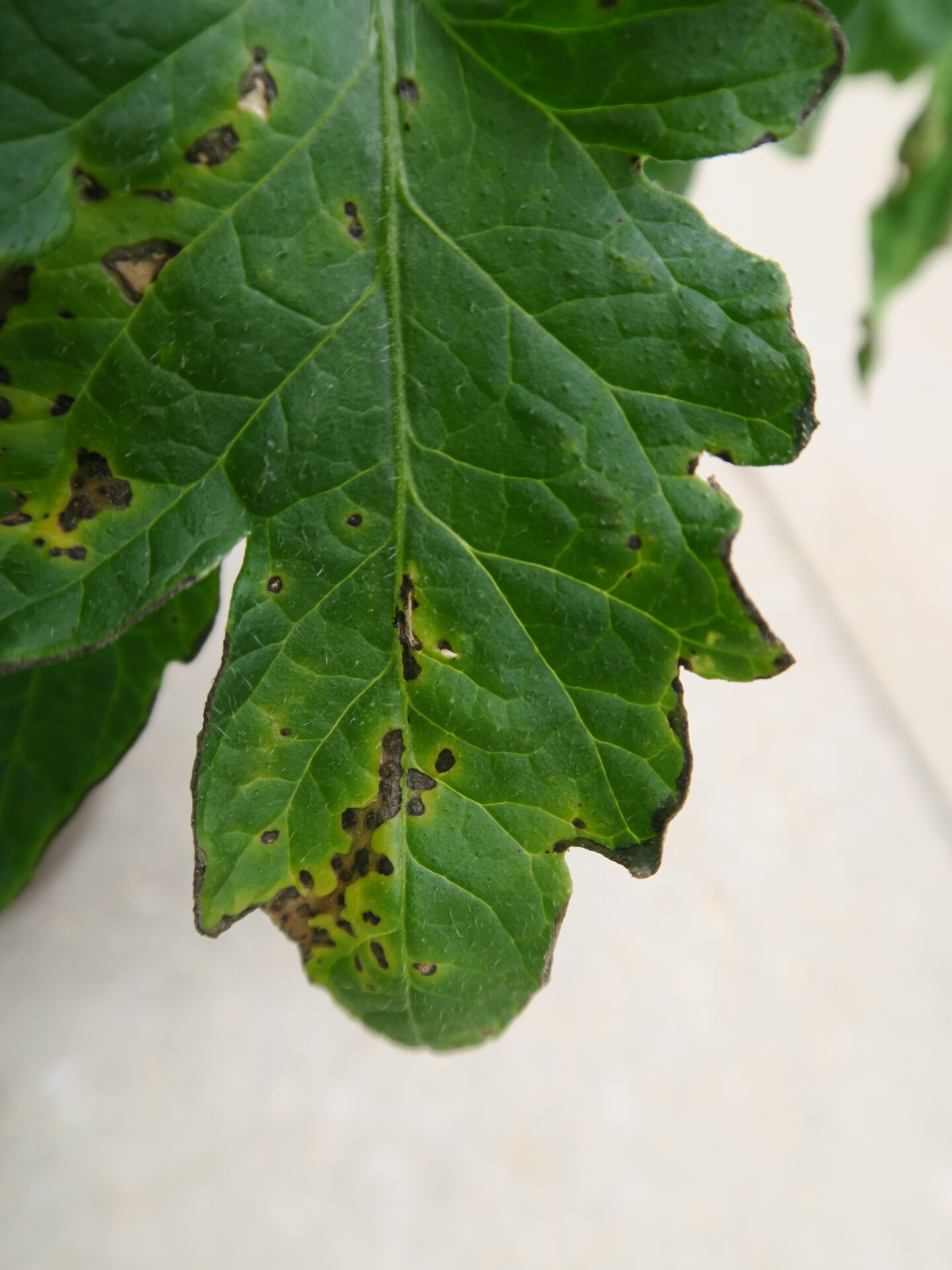 Lesions of bacterial speck of tomato on leaf.