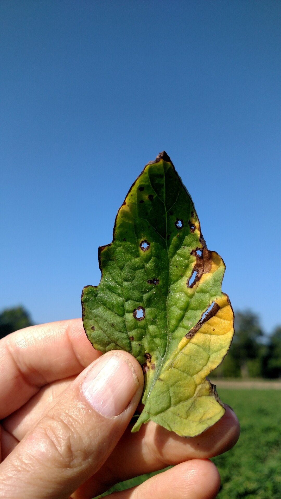 Symptoms caused by X. perforans on a tomato leaf