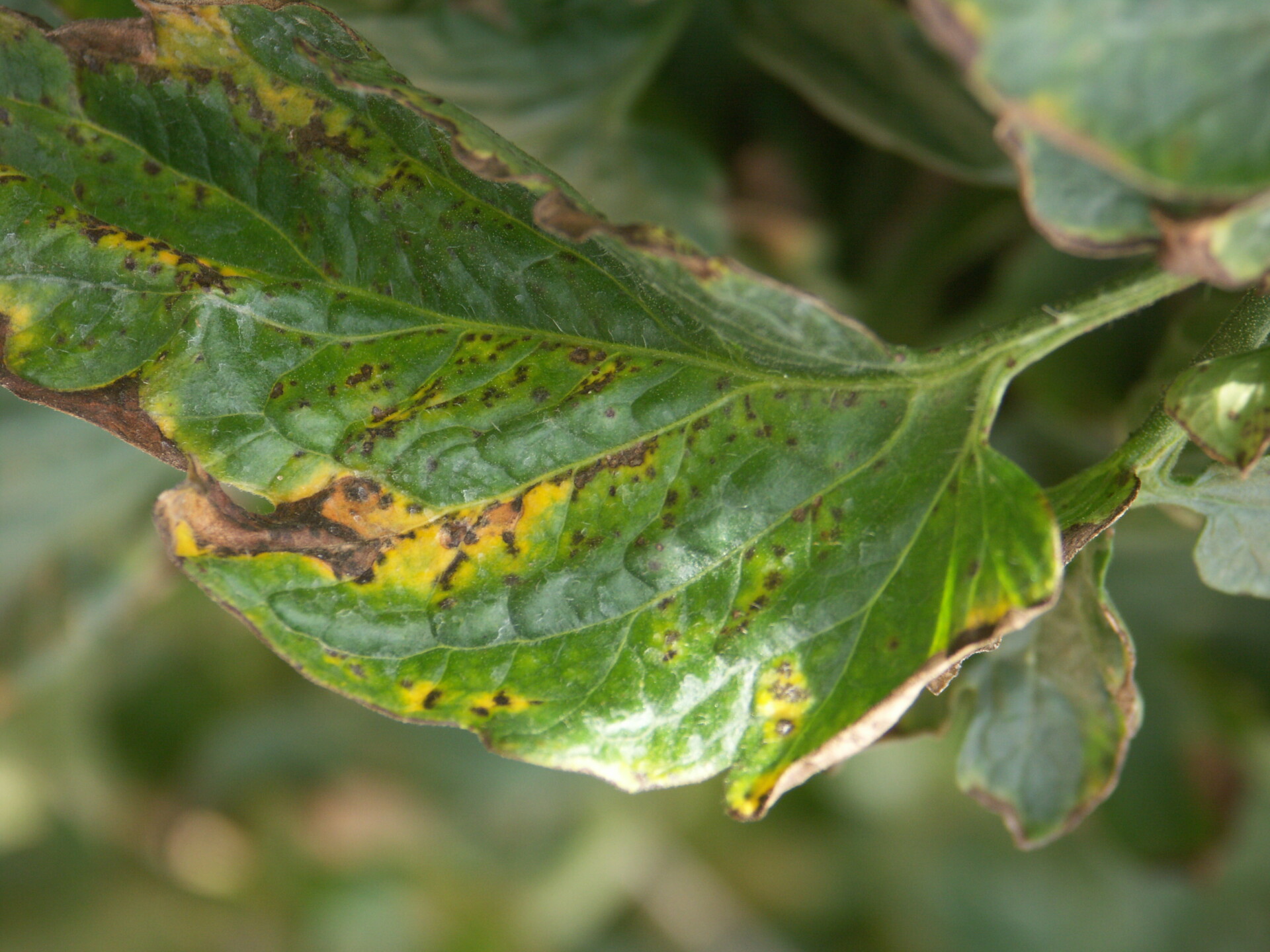  Lesions of bacterial spot on tomato leaf.