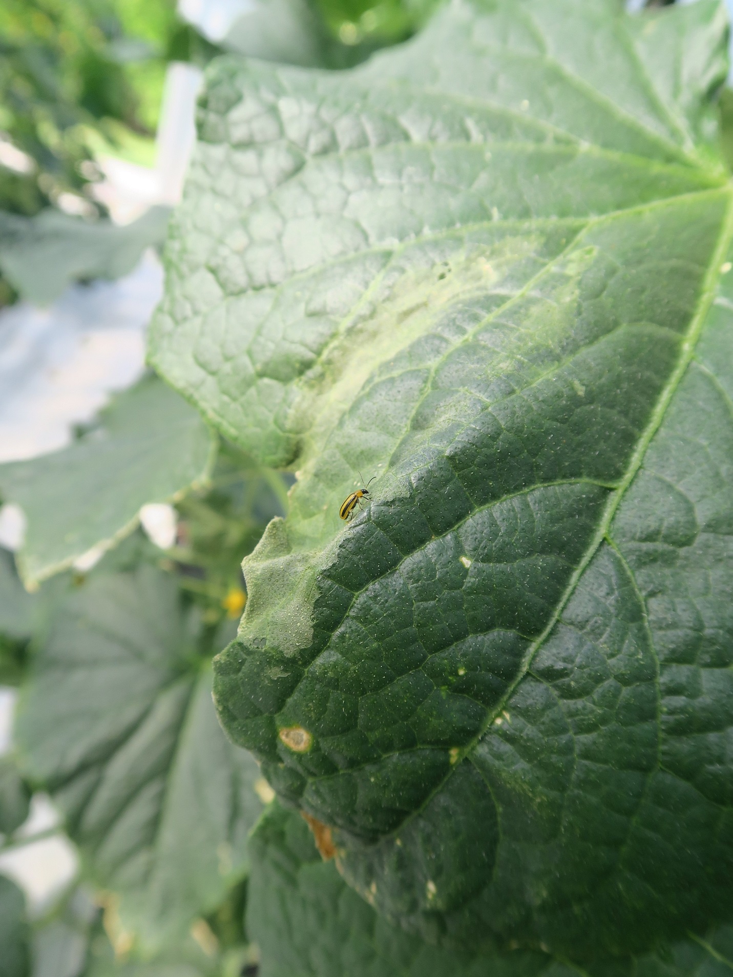  Striped cucumber beetle on cucumber leaf with bacterial wilt.
