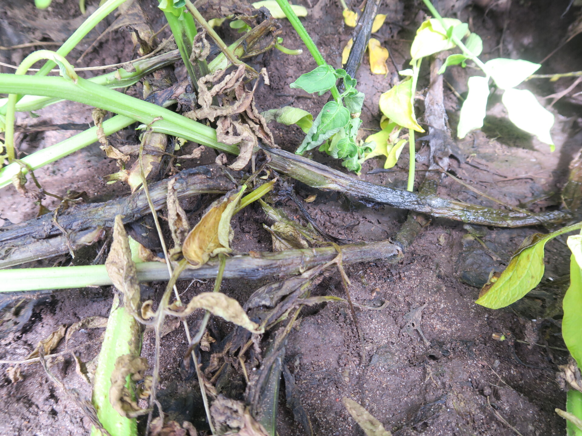 Base of potato plant affected with black leg.