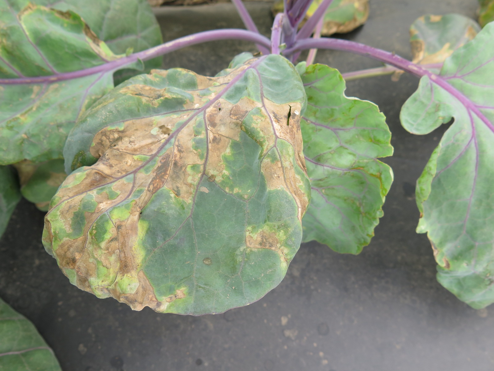Figure 2. Close up of black rot on cabbage leaf.