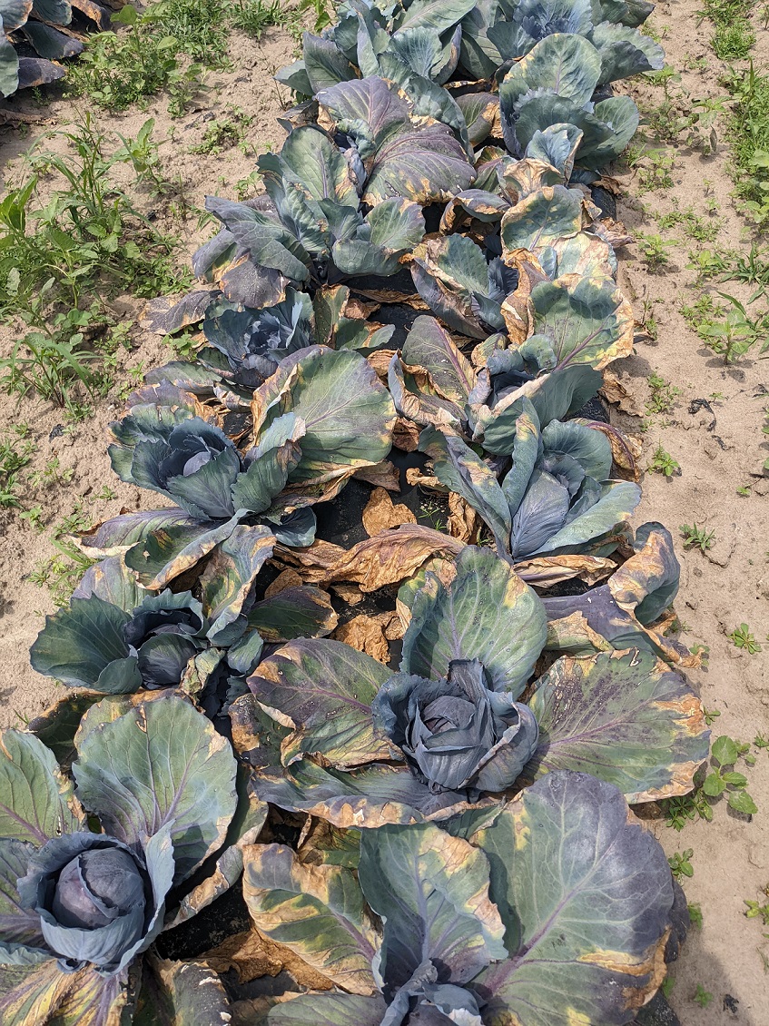 Figure 6. A row of cabbage severely affected by black rot.