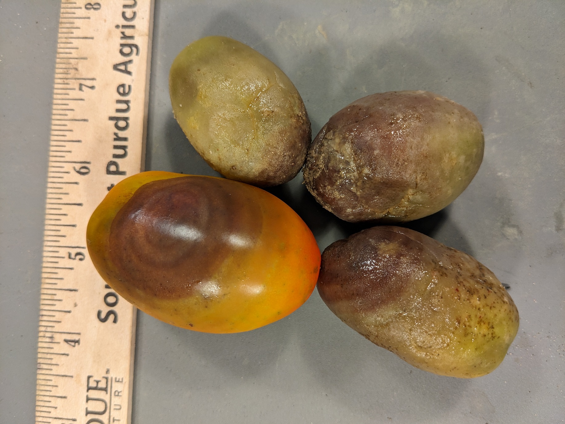 Four tomatoes with Buckeye rot with a range of symptoms. Concentric circles of necrosis is typical of Buckeye rot. 