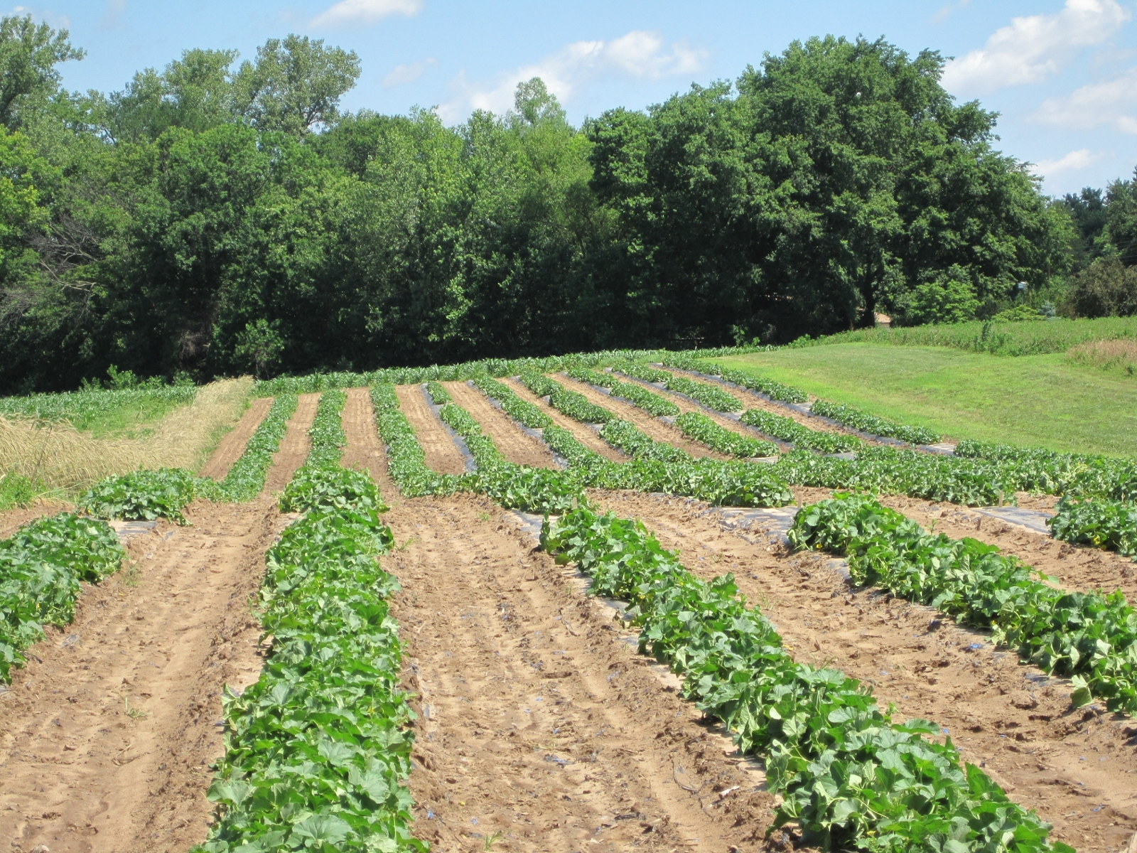 cantaloupe variety trial plantation