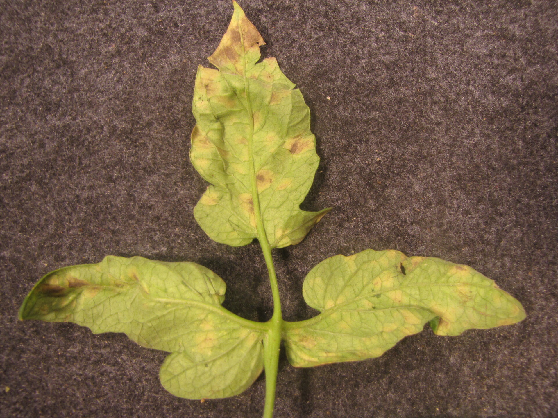 Another look at the underside of a tomato leaf with sporulation of cercospora leaf mold.