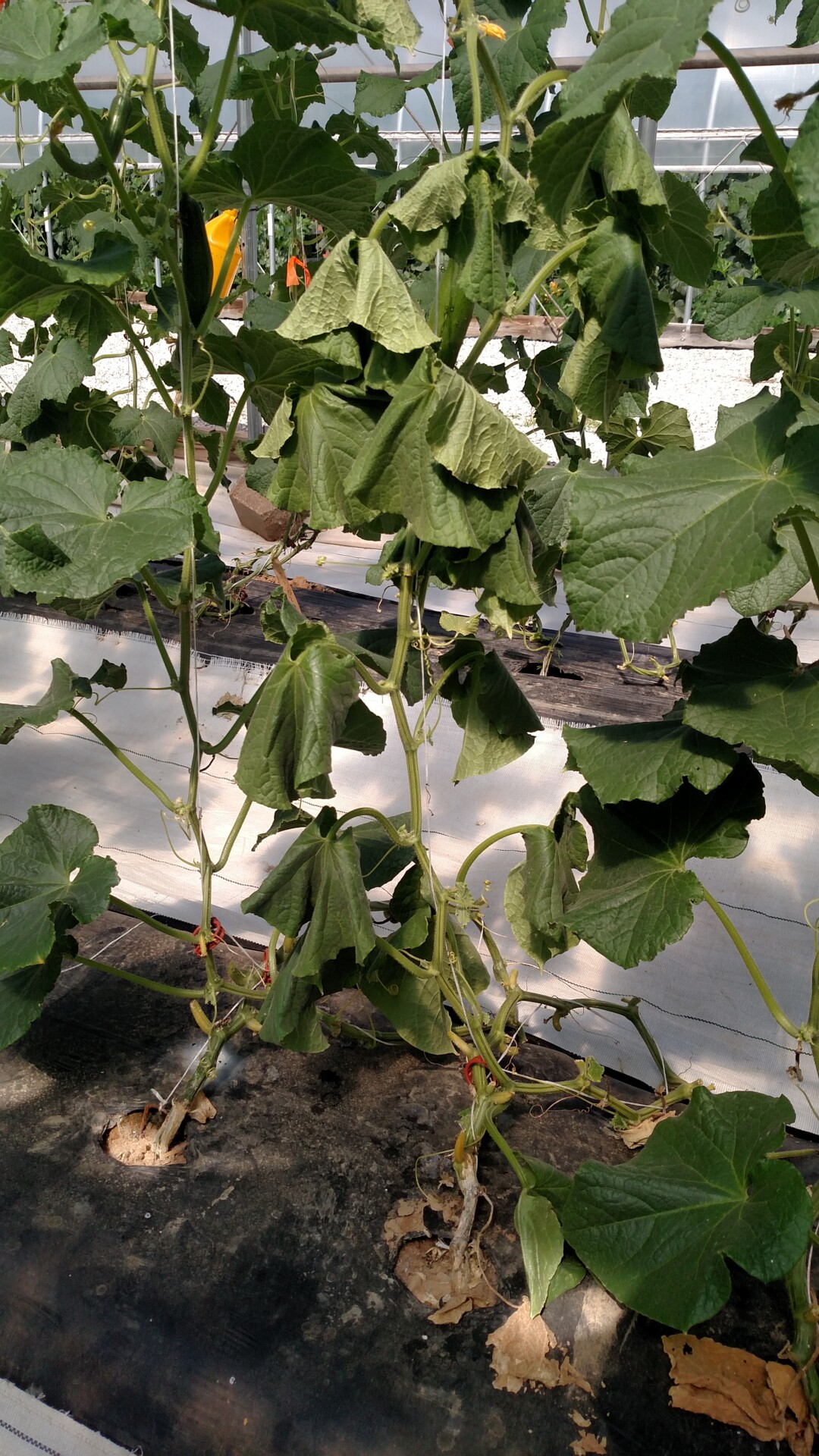 Charcoal rot of cucumber. Plant wilt is visible and lesion on lower stem.