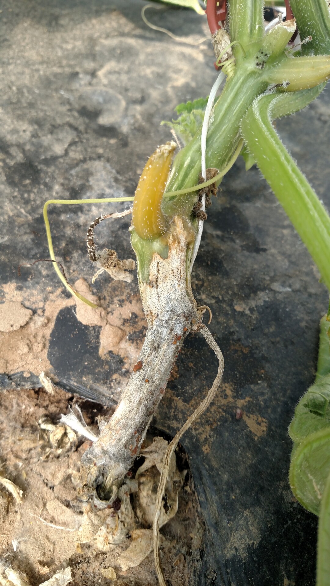 Charcoal rot of cucumber. Light gray lesion on them with micro-sclerotia shown.