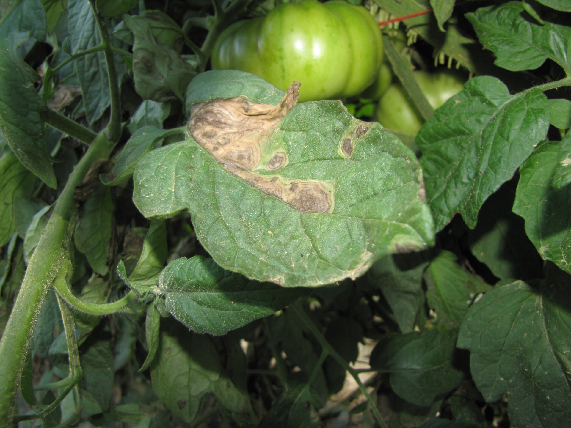 Early blight lesions of tomato. 