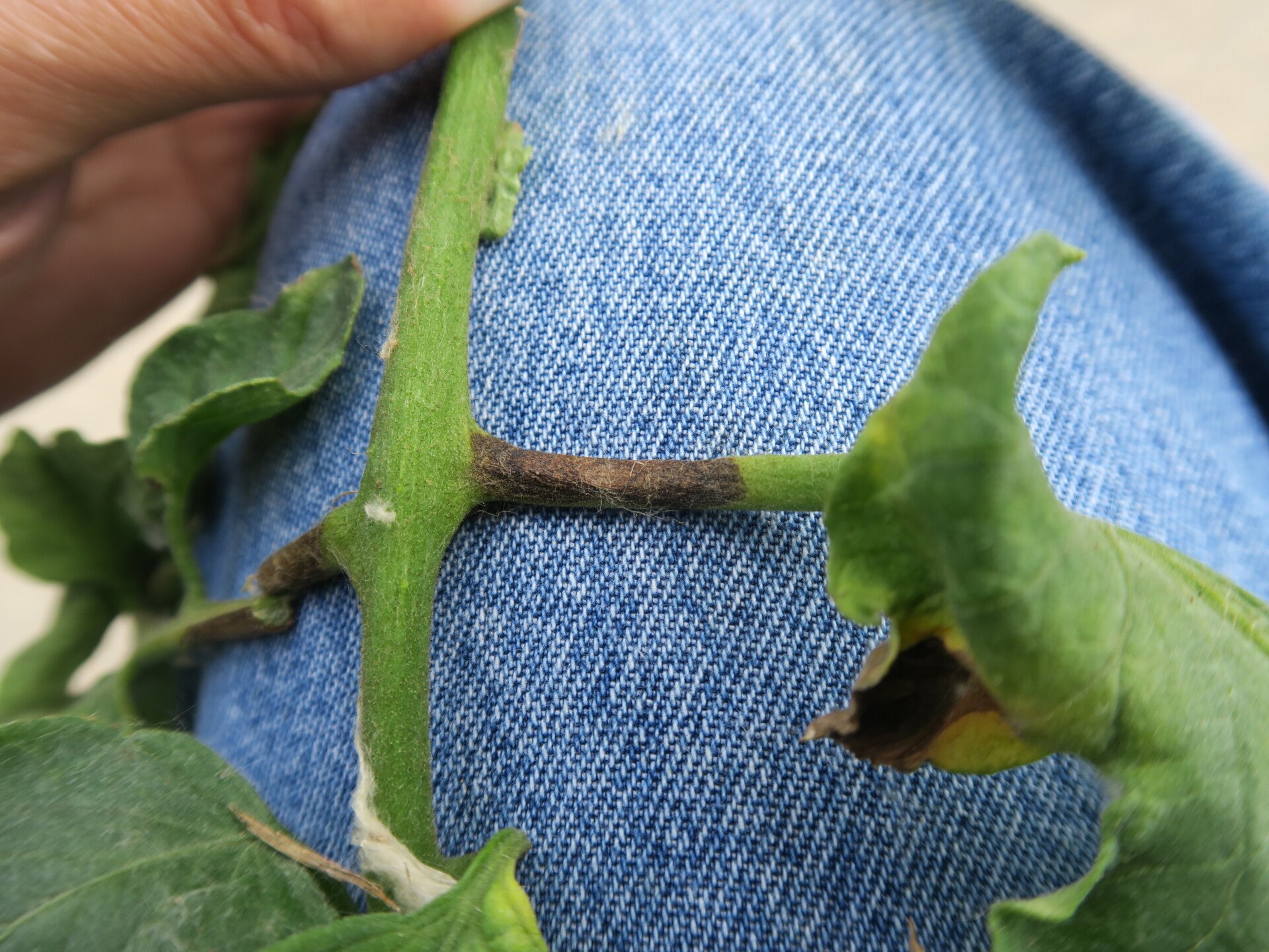 Petiole lesion of early blight of tomato.