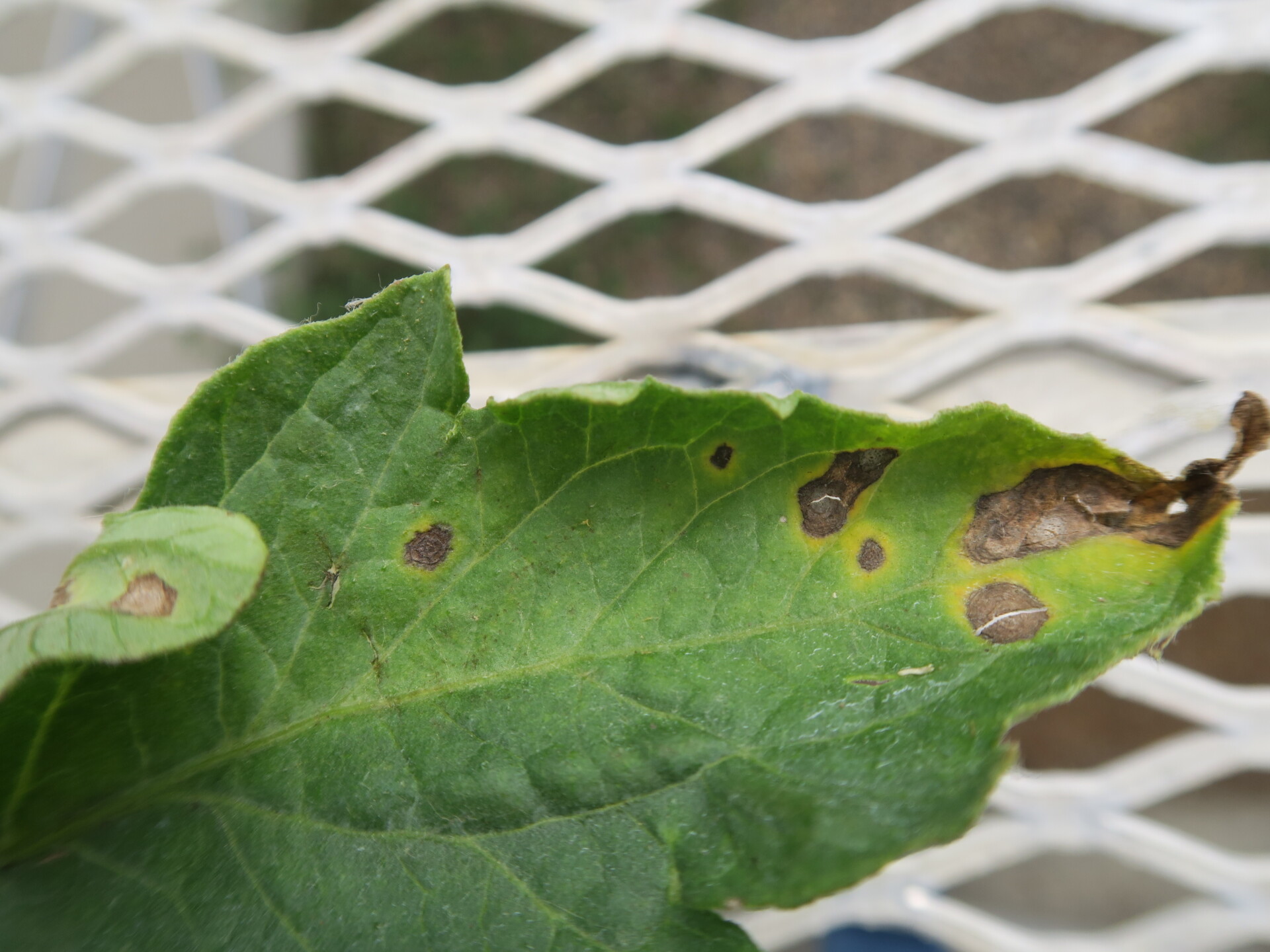 early blight lesions on tomato leaf. Note cracked lesions.