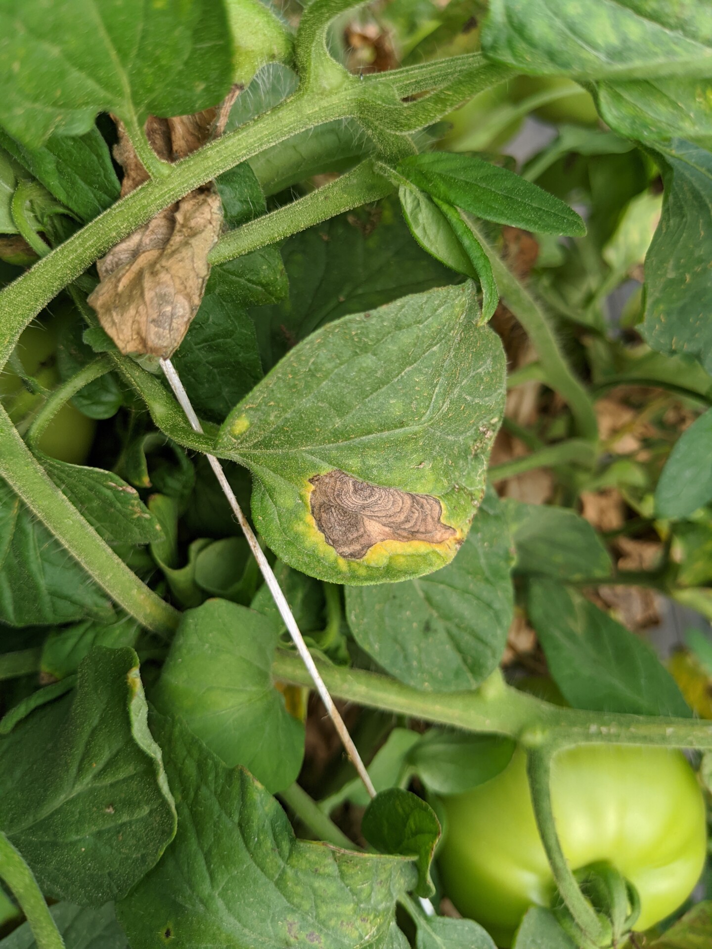 Early blight lesion on tomato leaf. Note lesion is restricted by vein.
