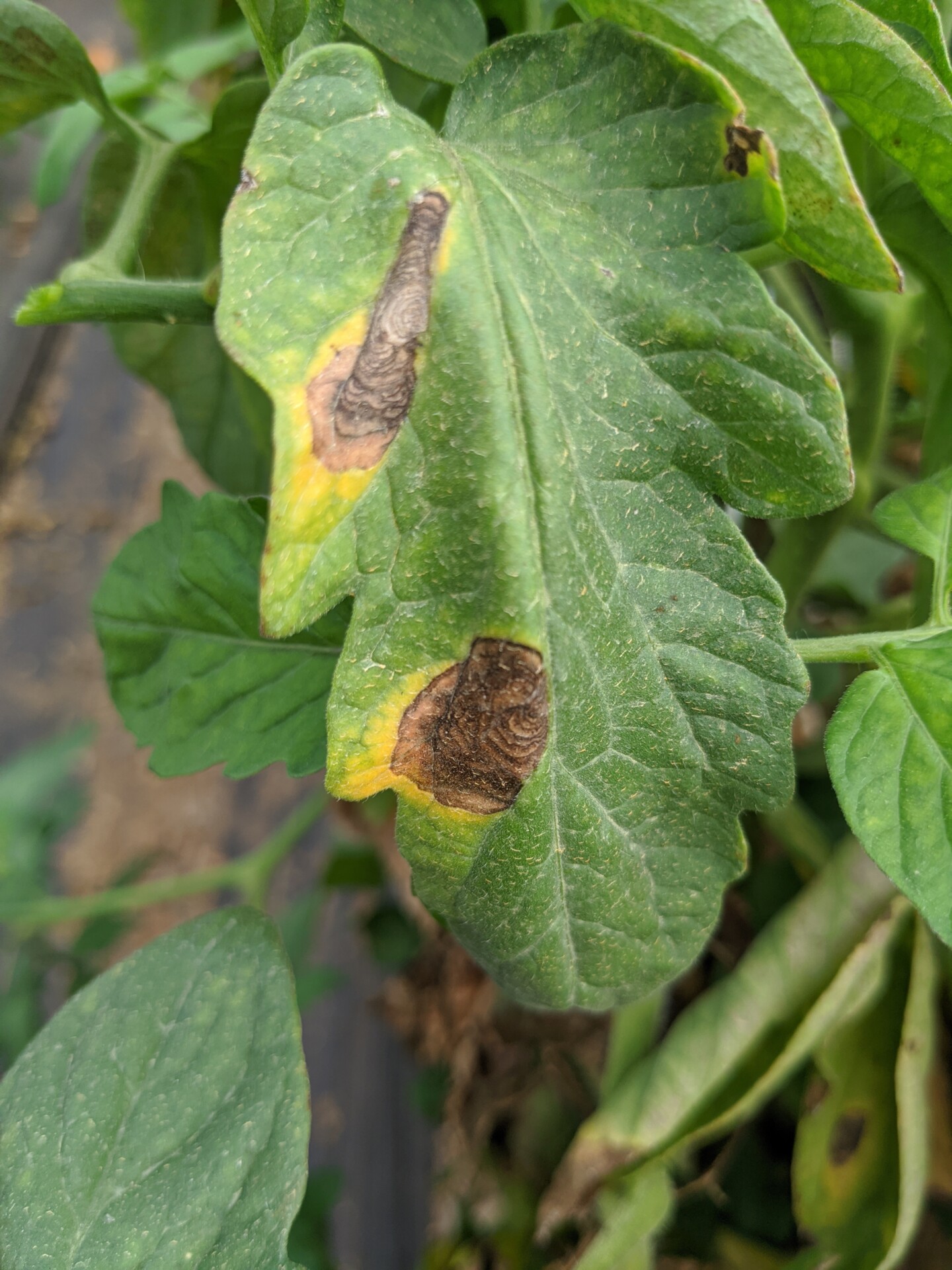 Early blight lesion on tomato.