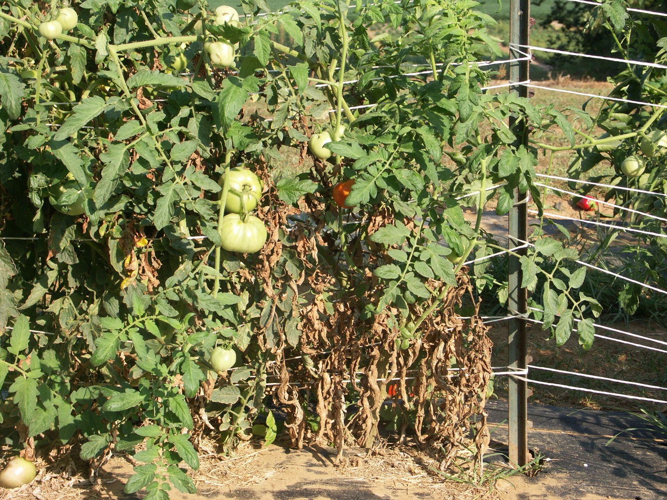 Older leaves are more susceptible to the early blight fungus. Therefore, tomato plants may appear to be dying from the ground up.