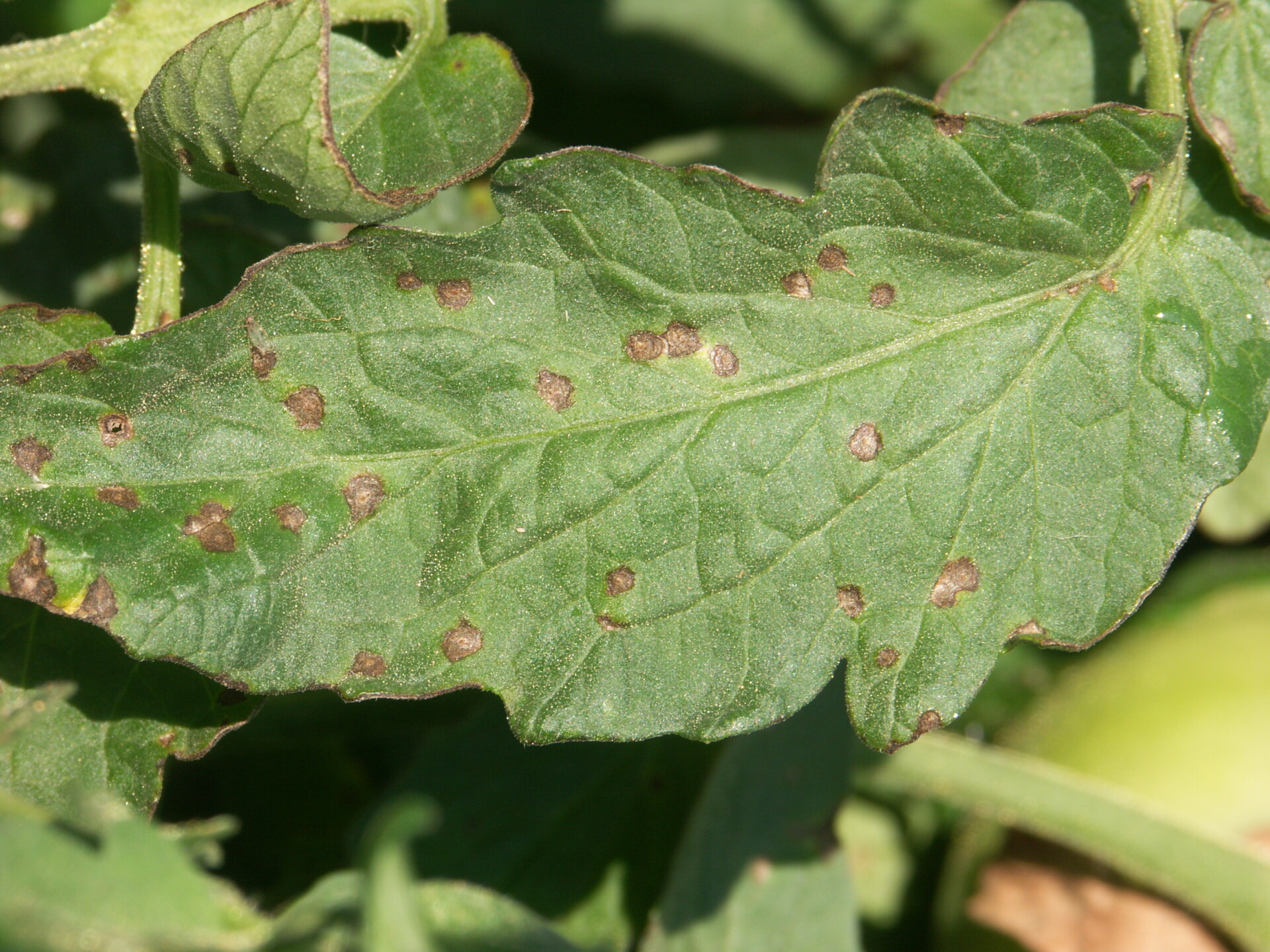 Note ring structure of early blight of tomato lesions.