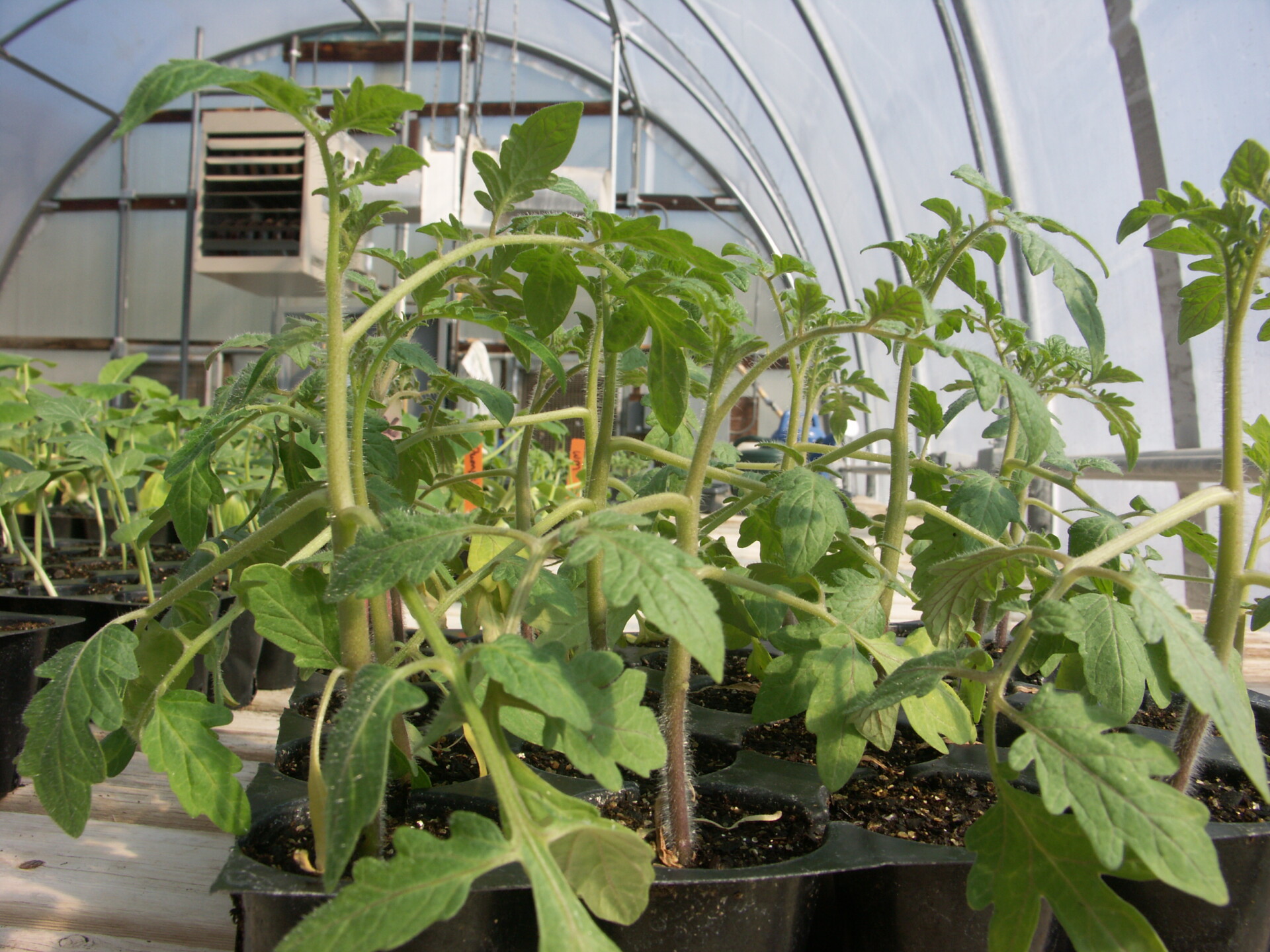 Ethylene damage on tomato seedlings
