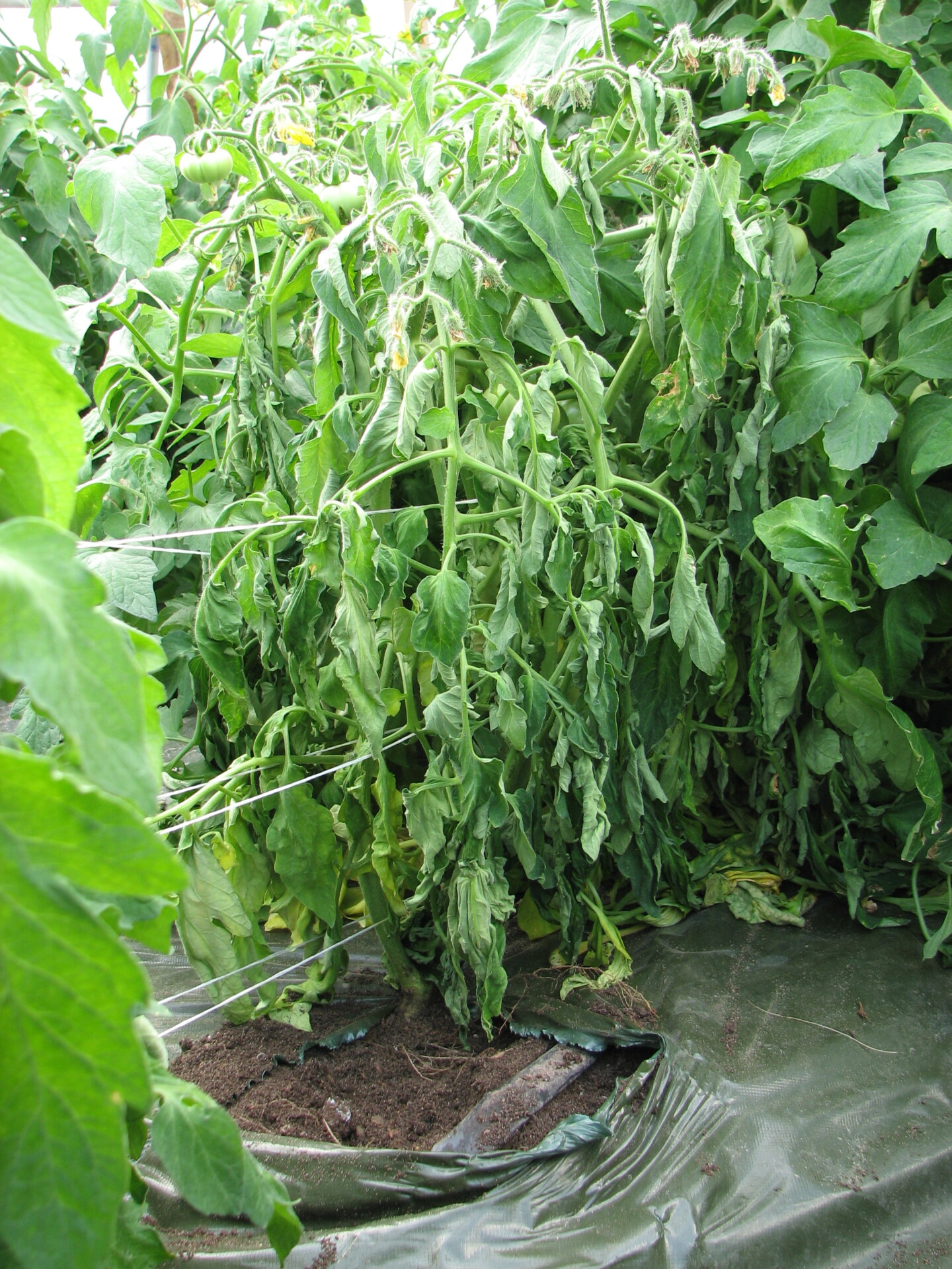 The first symptom of Fusarium crown rot one of tomato is likely to notice is a wilted plant.