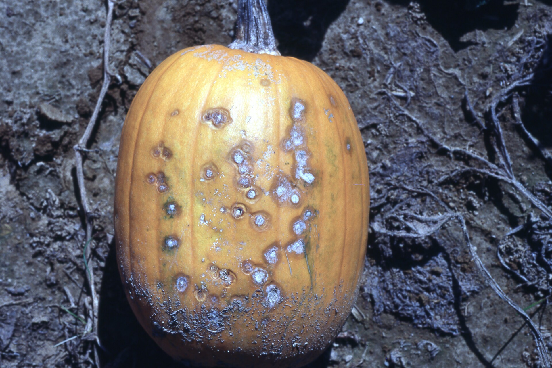 Fusarium fruit rot of pumpkin.