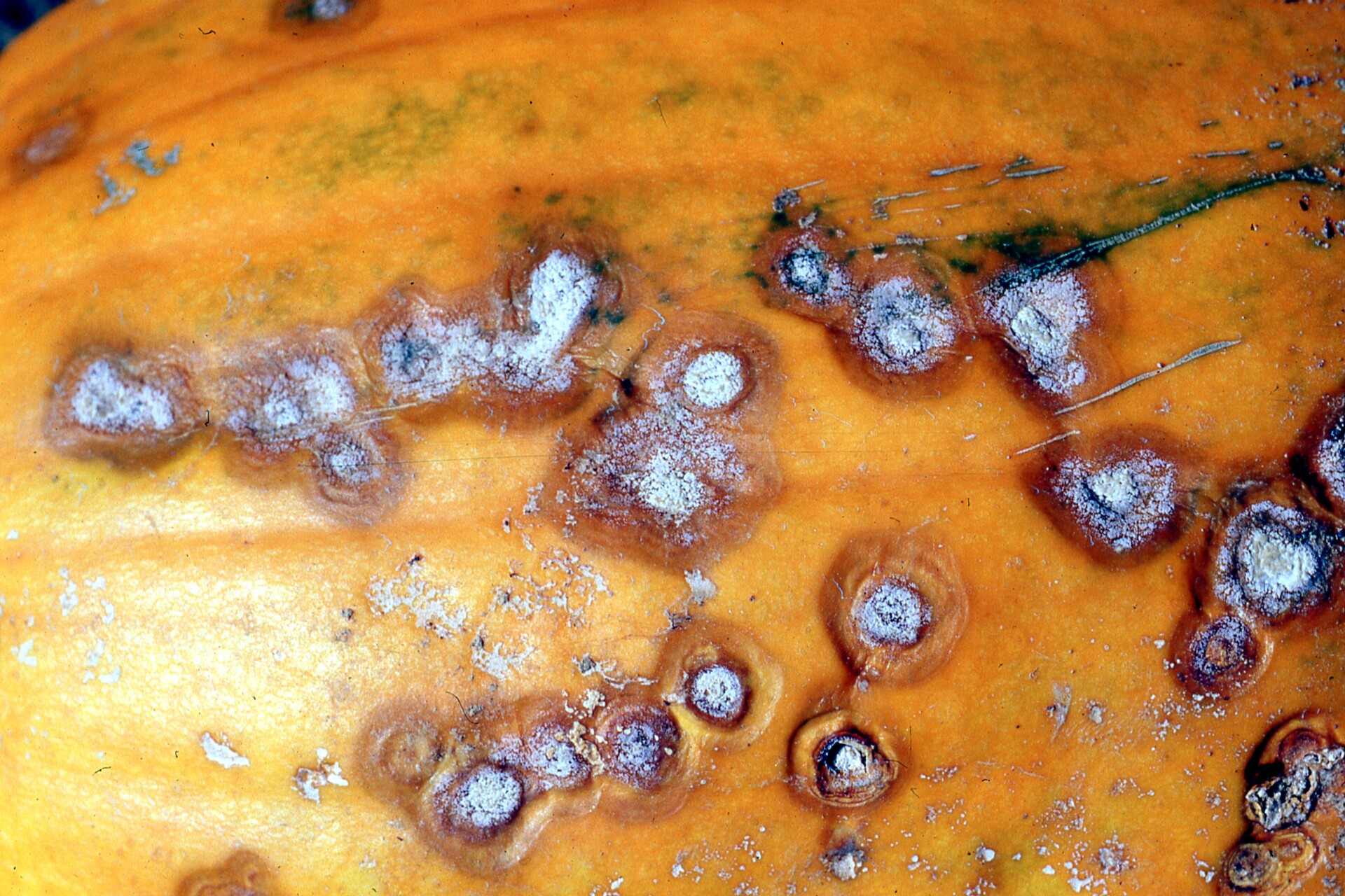 Fusarium fruit rot of pumpkin.