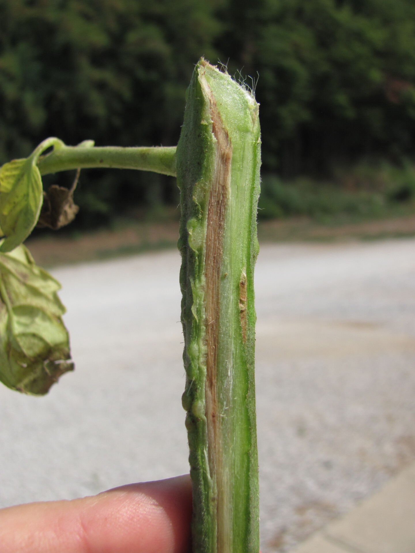 Fusarium wilt of tomato can cause a vascular discoloration of along one side of the stem.
