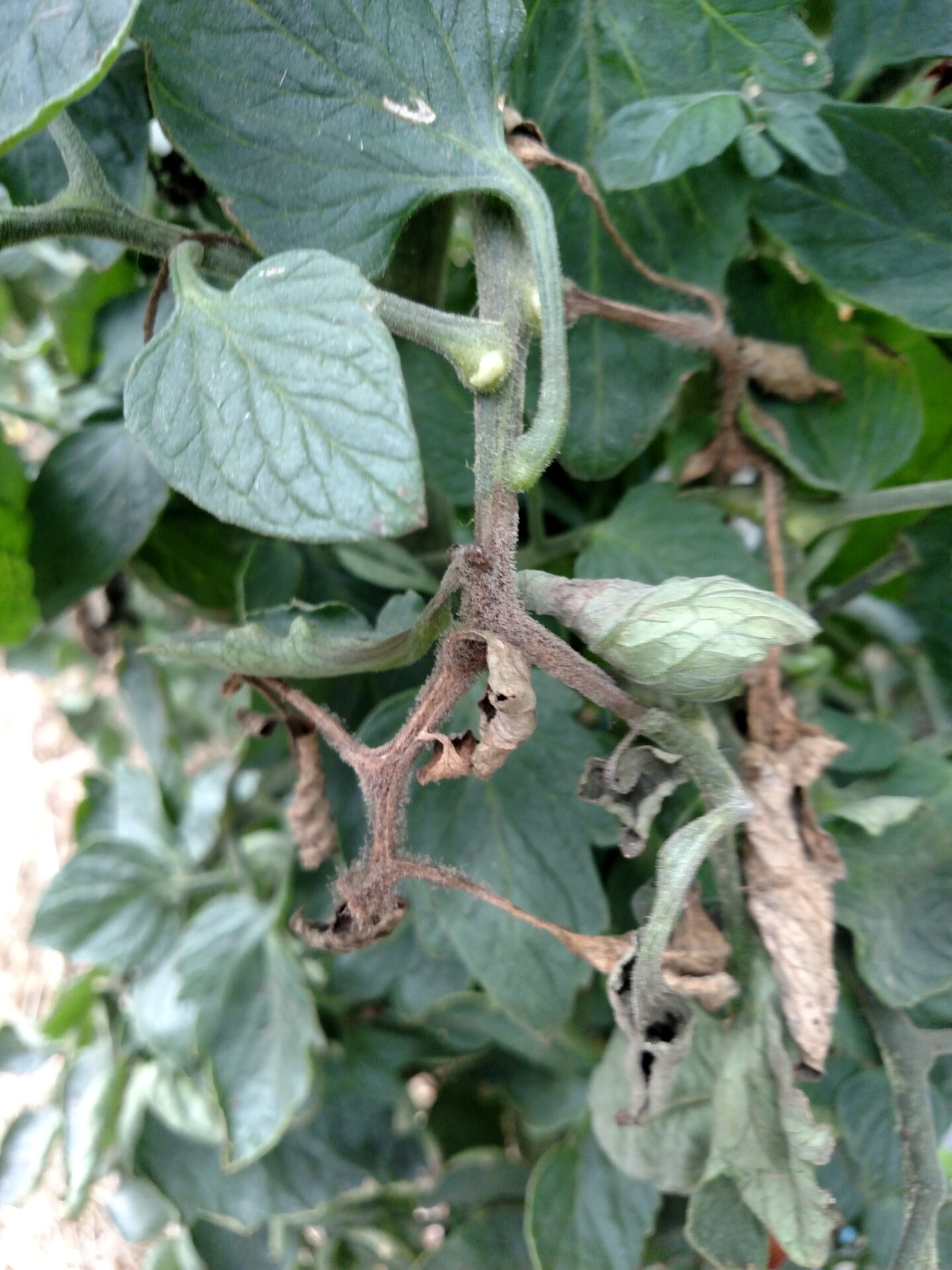 The fungus that causes gray mold often sporulates on infected tomato stems.