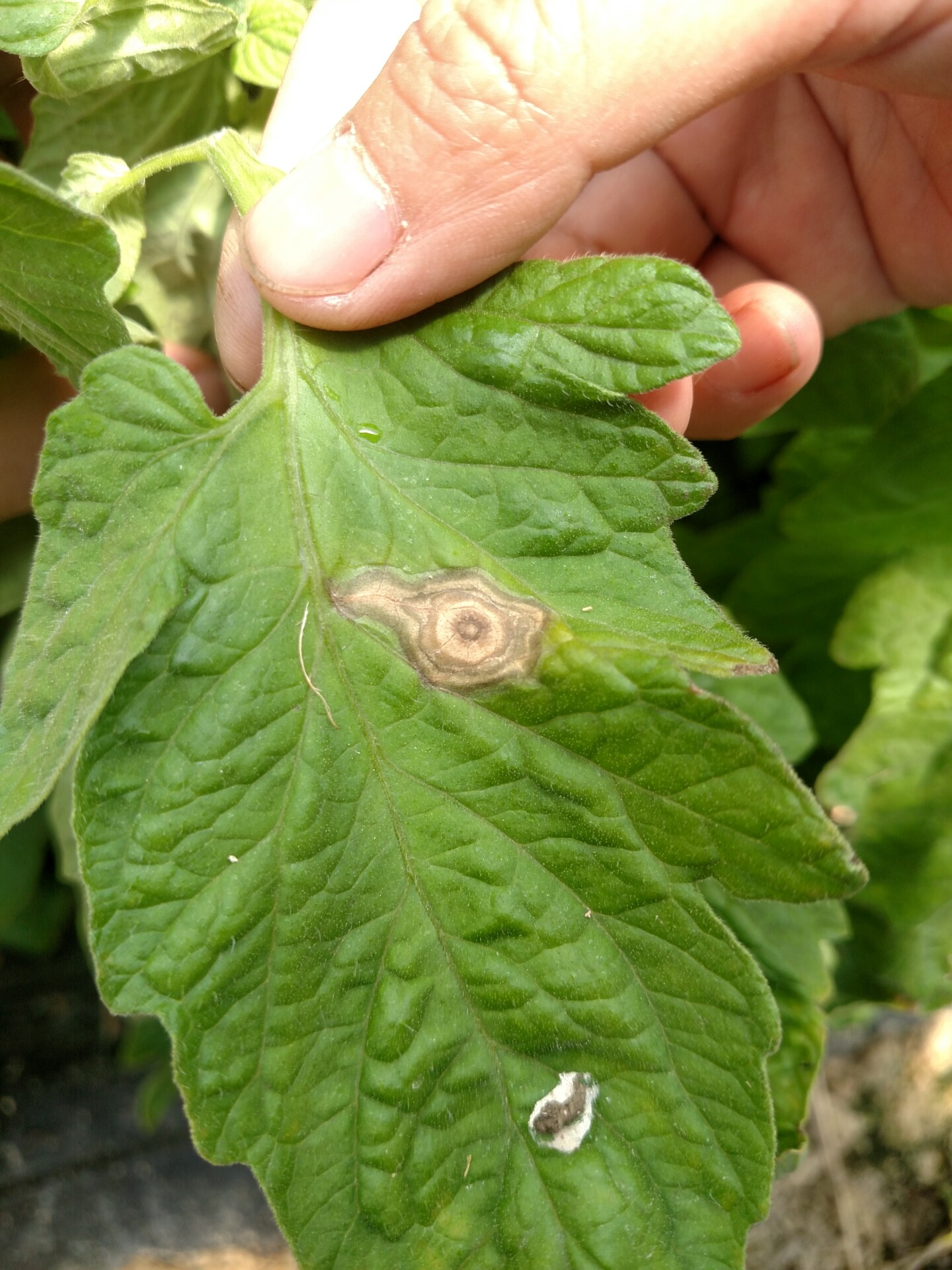 Lesion of gray mold on tomato leaf. Note ring structure.