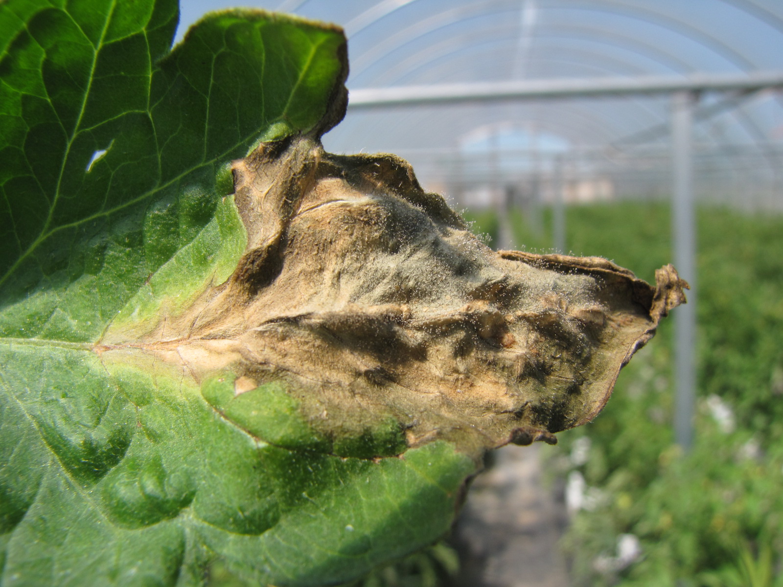 Gray mold on leaf lesion on margin of tomato leaf. Note sporulation.
