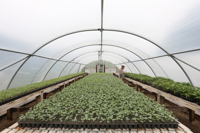 greenhouse plants 