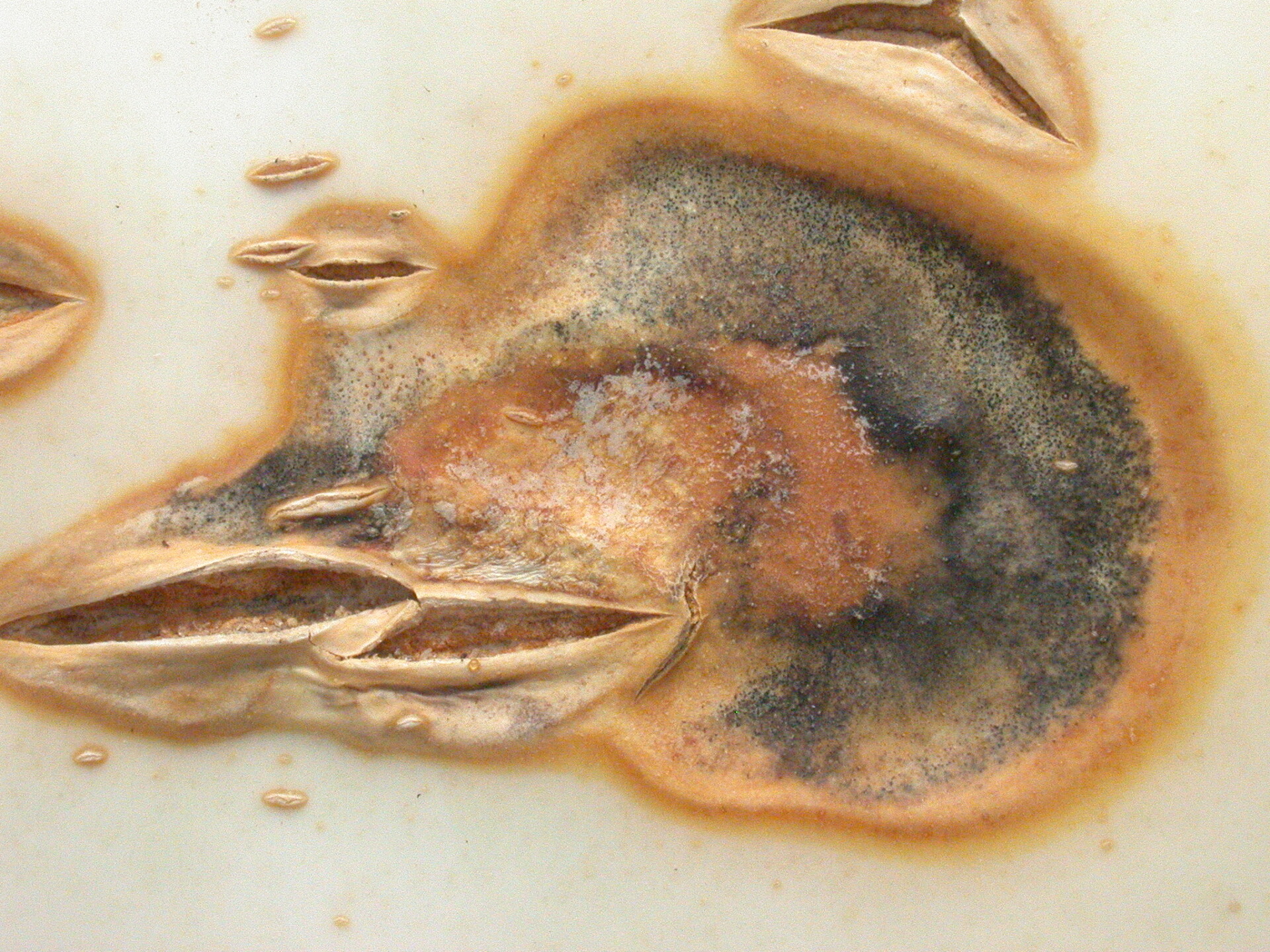 Close-up of black rot lesion on pumpkin.