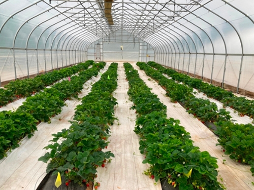 Greenhouse plants (four rows) 