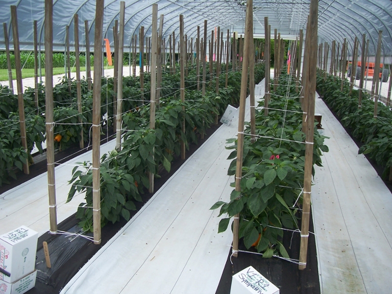 Pepers plantation in greenhouse