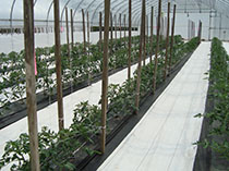 Tomatoes Platation in greenhouse
