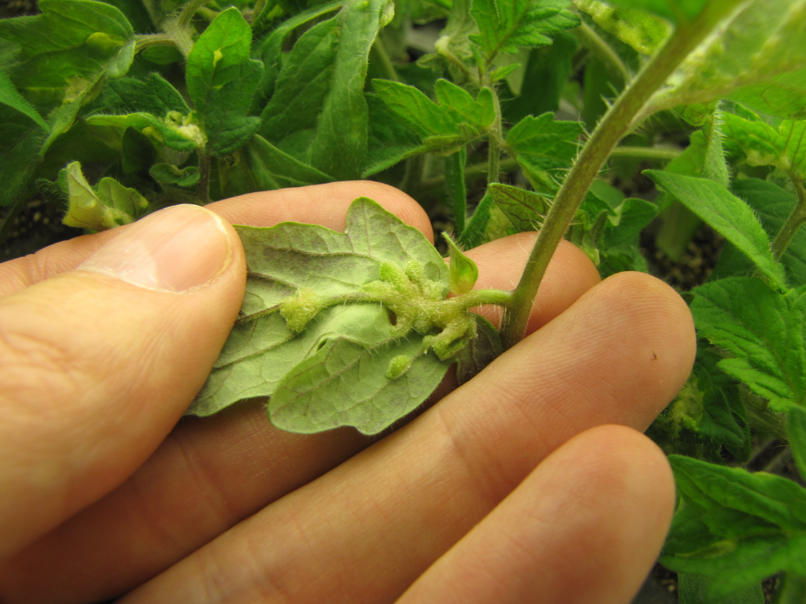 Intumescence of tomato leaf.