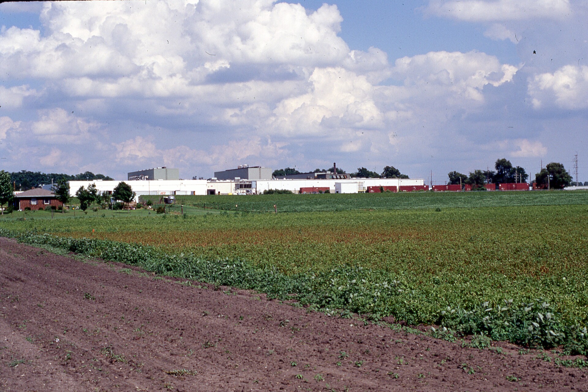View of potato field with late blight.