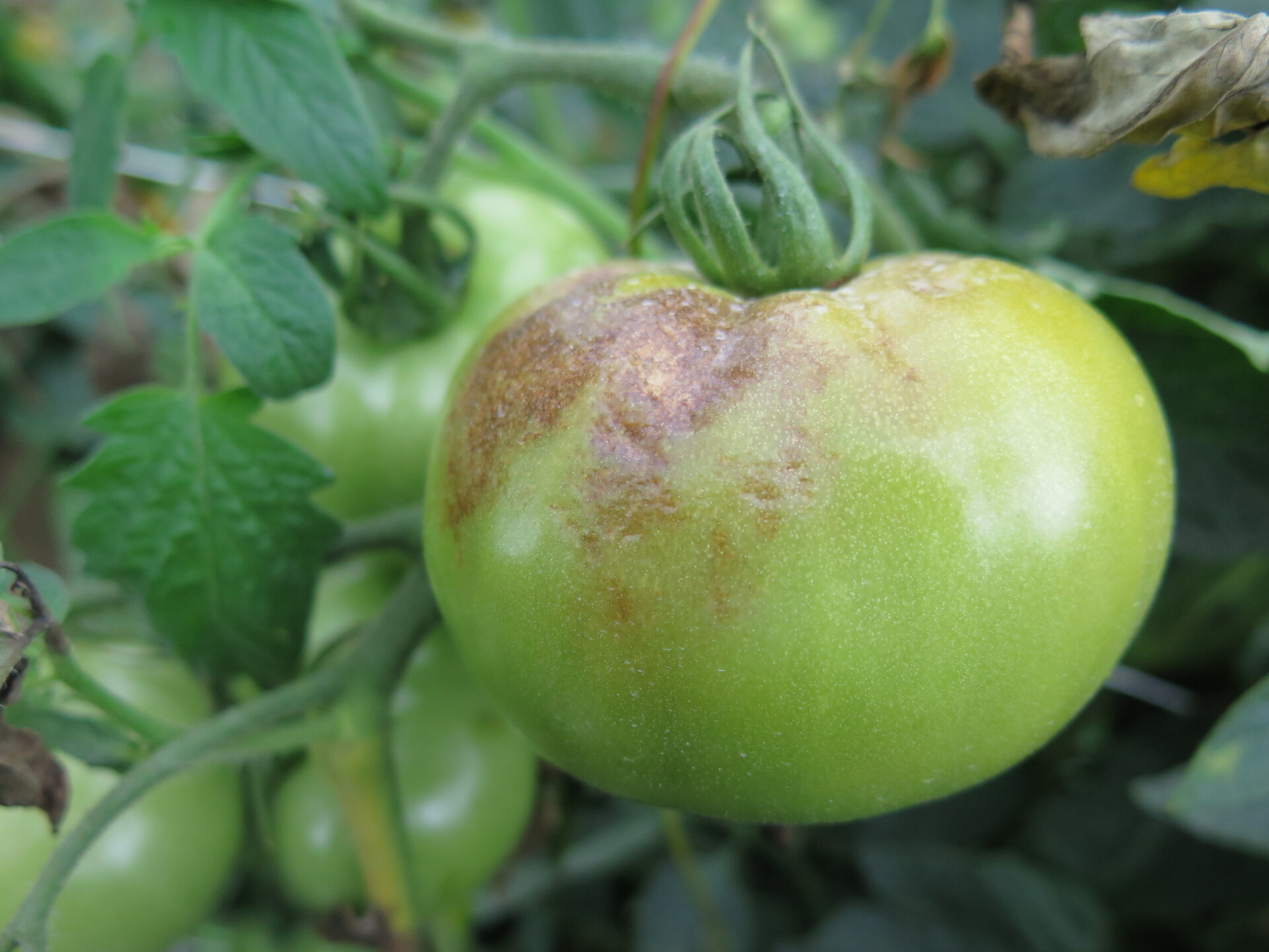 Late blight symptoms on tomato fruit